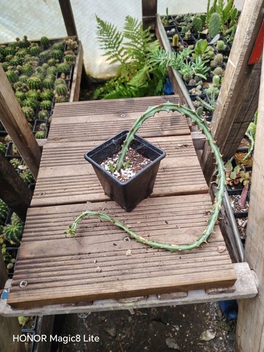 Euphorbia knithii candelabrum