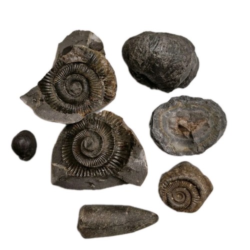 British fossils 6 - fossils, piece