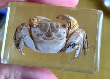 Real Crab Bug  Insect Preserved in Resin Desk Paperweight Animal Taxidermy Amber