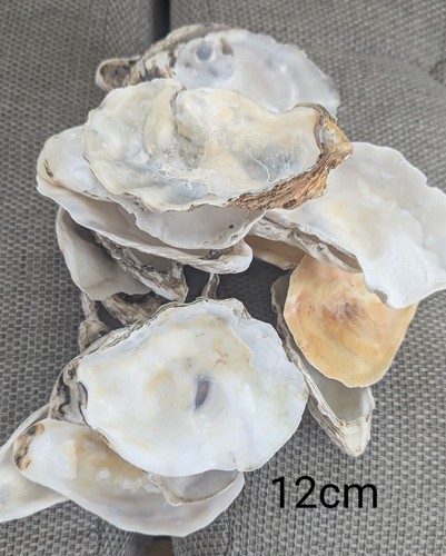 Giants oysters shells 500 gr - 500,