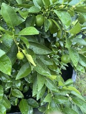 Lime Citrus Tree Cuttings