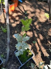 Blue Oak tree , Quercus , Oak, garden Bonsai  Large 8 inch