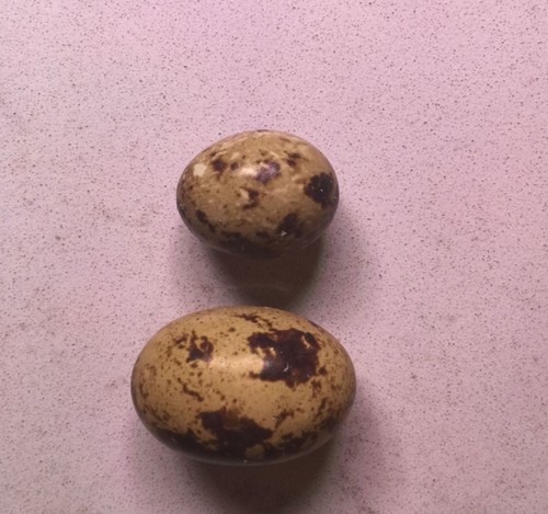 Larg quail eggs for - eggs,