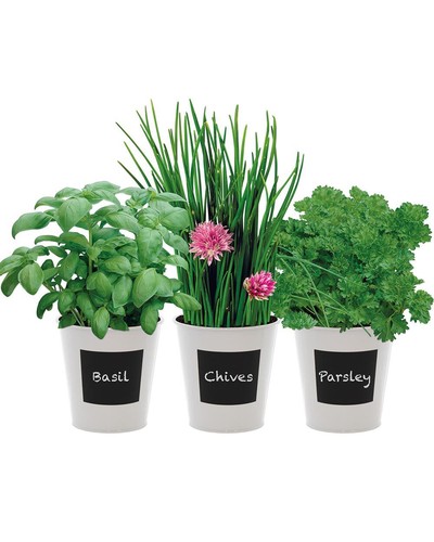 Grow your own indoor herb - your,