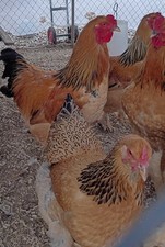 15+ Buff Brahma hatching eggs