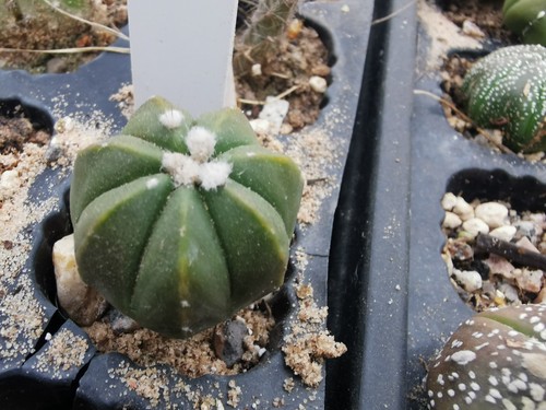 Astrophytum hybrida - ,