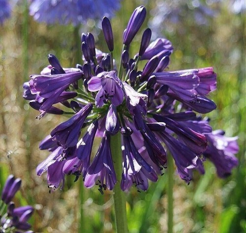 Straight purple delight - straight,