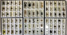 Real Insect Specimen X85 Bugs in Resin Collection & Cases 6 Total Rare Unique