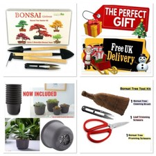 Bonsai Tree seed Kit - Grow 6