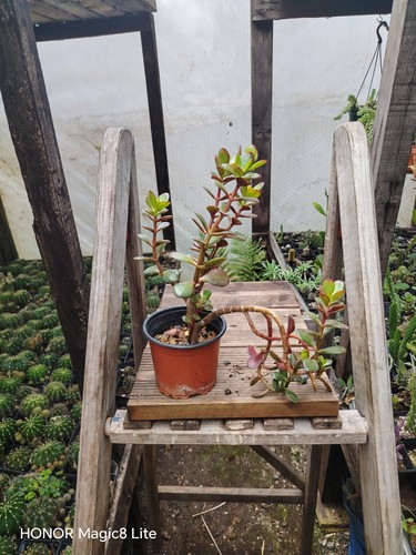 Crassula ovata money tree