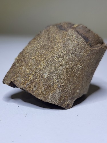 Triceratops hadrosaur - triceratops/,