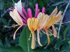 Gold Flame Honeysuckle Vine