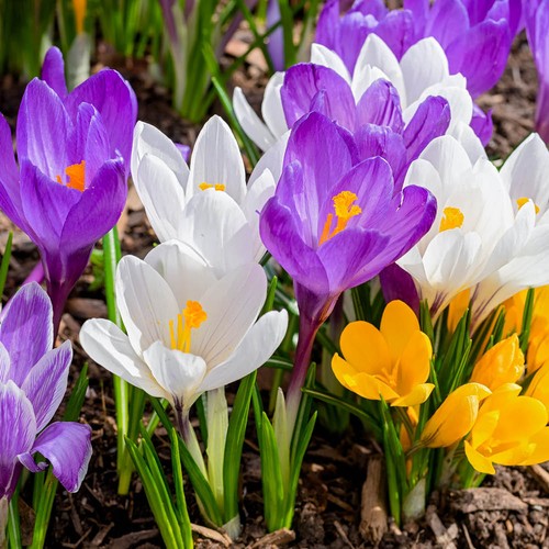 Crocus species mixed x - mixed,,