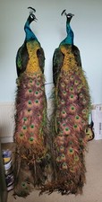 Stunning Taxidermy Peacock