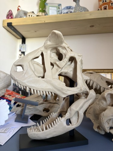 Carnotaurus skull replica - carnotaurus,