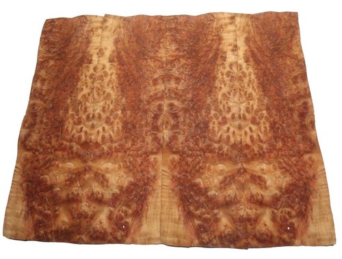 Camphor root wood - root,