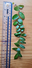Marcgravia Mimii Cutting - Terrarium and Vivarium Climbing Shingle Vine Plant