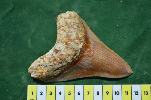 Genuine megalodon shark tooth - genuine,