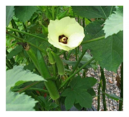 Okra clemson spineless - spineless, 200