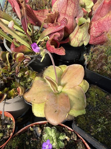 Moranensis adult butterwort - p,
