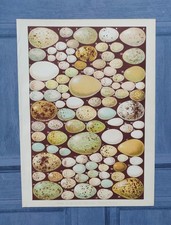 Original Antique 1891 British