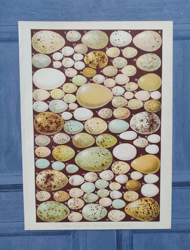 Original antique 1891 british - original,