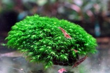 Phoenix moss fissidens - phoenix,
