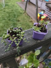 Live Plants 2 Pots String Of