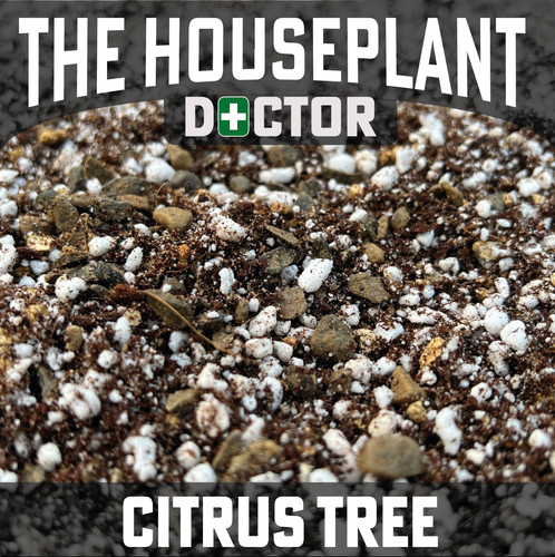 Citrus tree potting soil - potting,