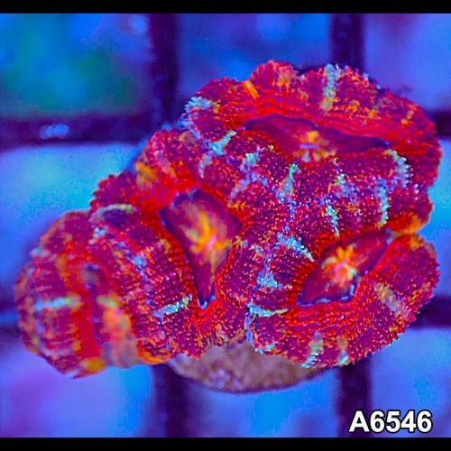 Item a6546lw6546 wysiwyg - item#a6546lw6546(s),
