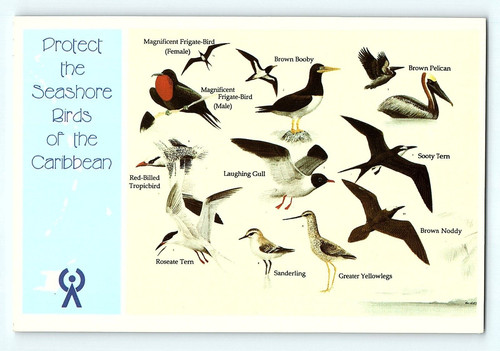 Protect the seashore - the, birds