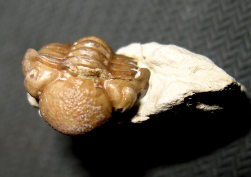 Devonian paciphacops kainops - devonian,