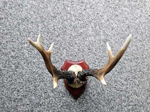 Vintage roe deer - roe, antlers