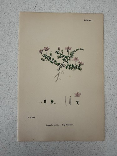 Antique botanical print - antique,