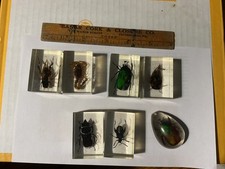 Vintage Insect Specimens Bugs