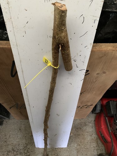 Seasoned birch twisty - birch,