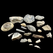 1kg british fossil mix - fossil,