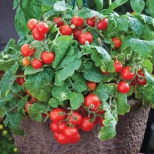 Tomato Tiny Tim Seeds Grow