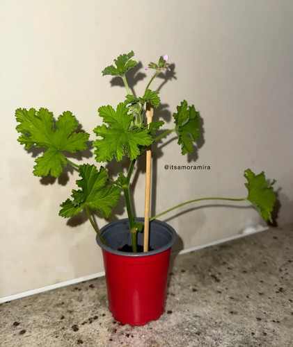 Arabic geranium rose plant - arabic,