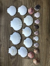 20 Mixed Scallop Sea Shells