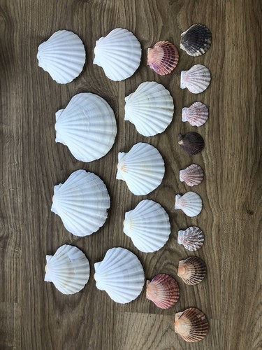 Mixed scallop sea shells - mixed,