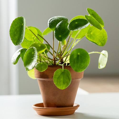 Chinese money plant - chinese,