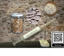 Petri dish (Glass) Princes Pearl Oyster Mushroom Specialist Range Mycelium Cu...