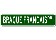 Braque francais breed pet - breed,
