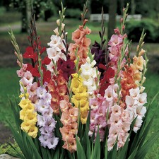 Gladioli Bulbs mixed colours -