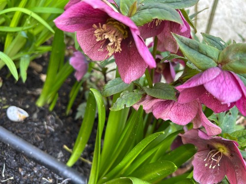 Mixed hellebore orientalis - 20,
