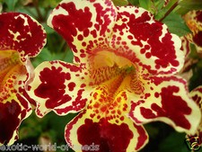 GIANT MIMULUS MONKEY FLOWER F1 SEEDS XL SIZE FLOWER UPTO 6 CM IN DIA