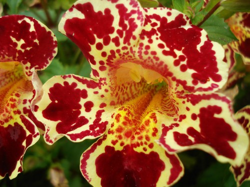 Giant mimulus monkey flower - giant, f1