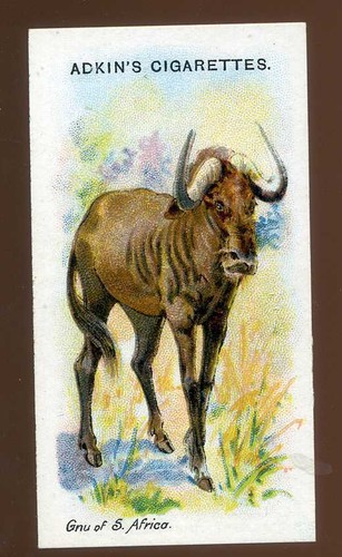 1923 adkin and son - son, wild