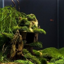 Java moss attached - moss, wood